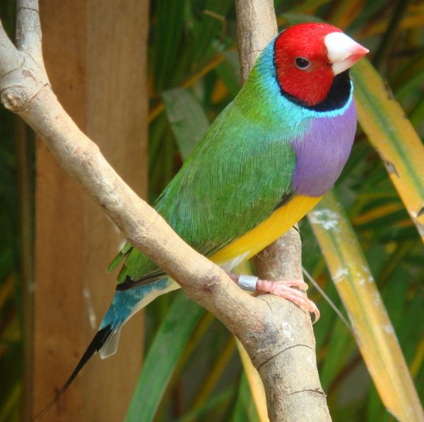 Diamantes de Gould