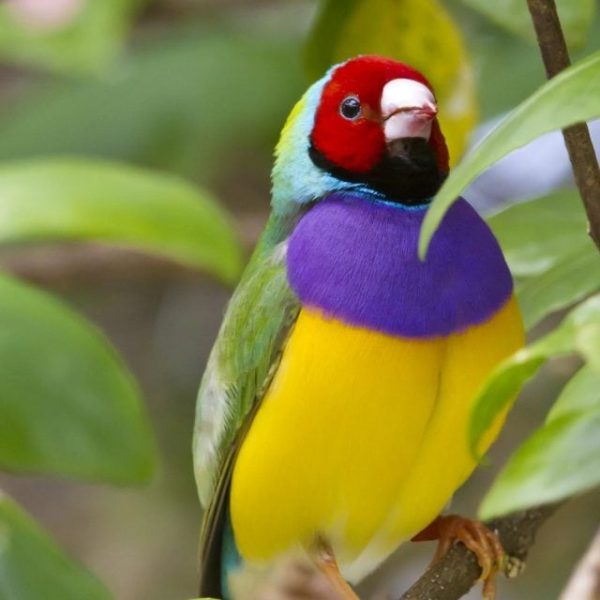 Diamantes de Gould - Imagen 2